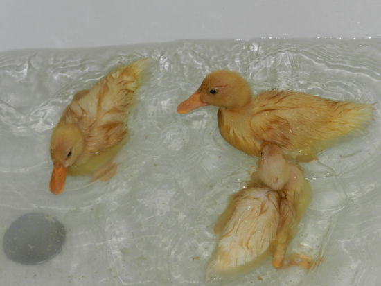 Kinners.. It´s Badetime