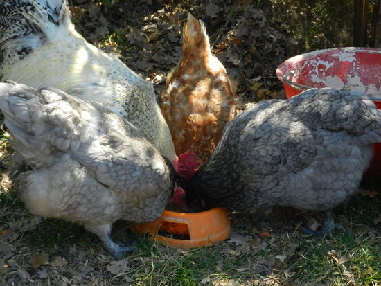die Chicks fallen über den Duck-Napf her...