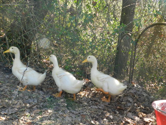 immer zu dritt on Tour