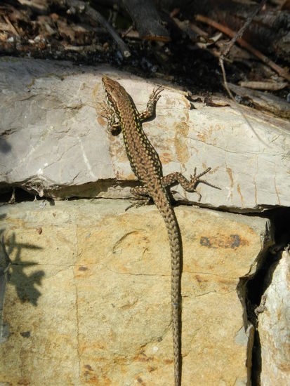 Mr. Lizzard by himself