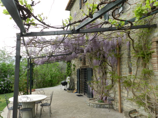 Der Goldregen gibt der Pergola endlich Farbe