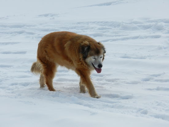 Foxy- die schnarchende Wölfin