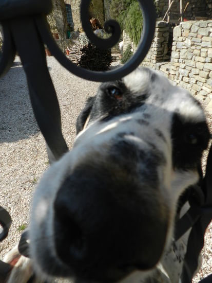 King Arthur. - ehemaliger Jagdhund