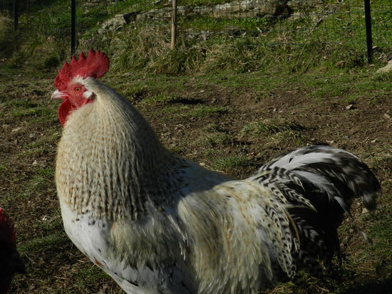 Ich bin´s. Der Hahn im Korb