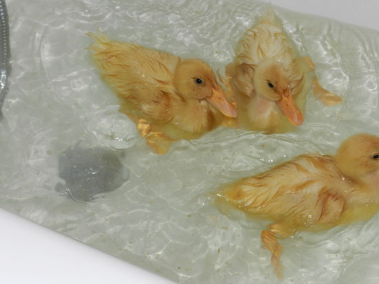 jawoll.. so wird geschwommen ladis und gentleman