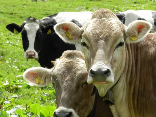 Happy Cows