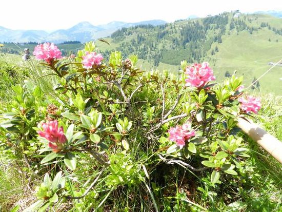 Die Alpenrose