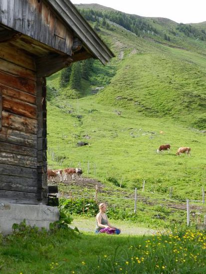 Yoga für Kühe