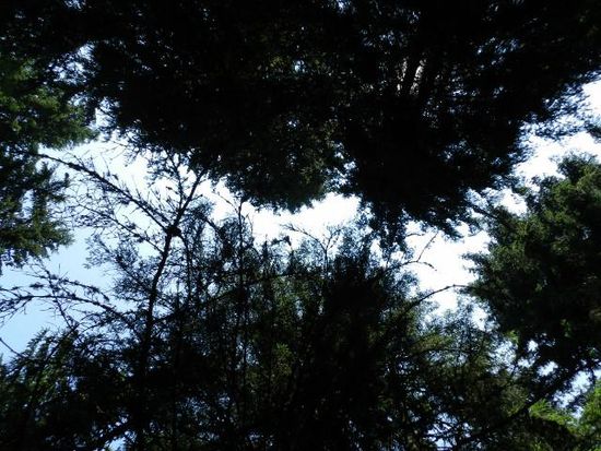 Wir seh´n vor lauter Bäumen den Wald nich mehr