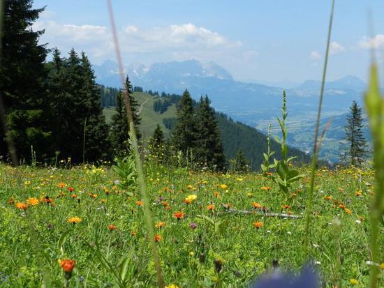 Blumenwiese