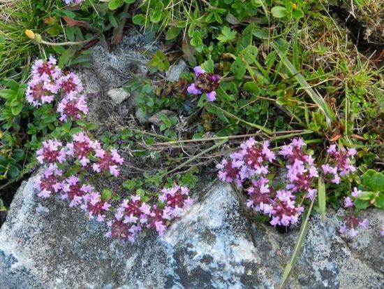 Wilder Thymian