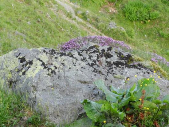 noch mehr Thymian