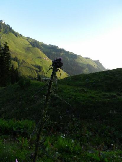 Die Distel, nicht zu übersehn