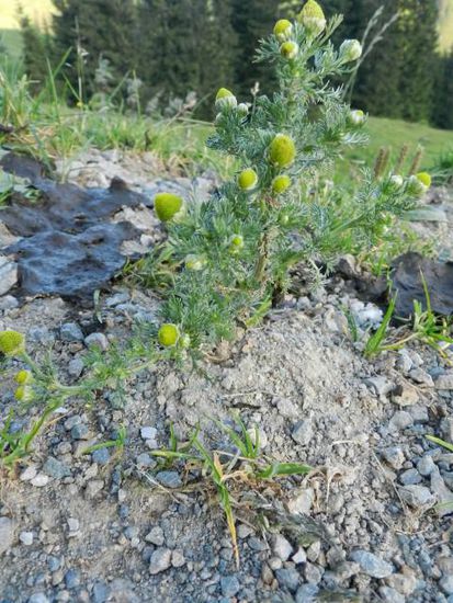 Die Kamille lässt sich noch ein bisschen Zeit