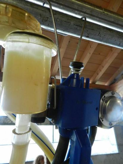 Milch bevor sie übers Rohrsystem in den Tank gepumpt wird