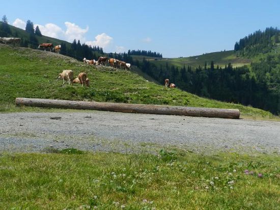 Noch ist es ein Stamm