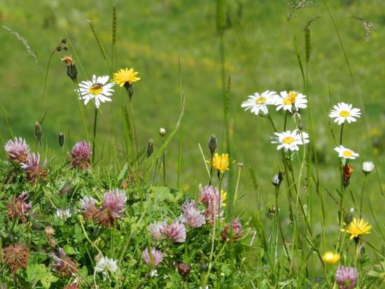 Die Bienchen und die Blümchen