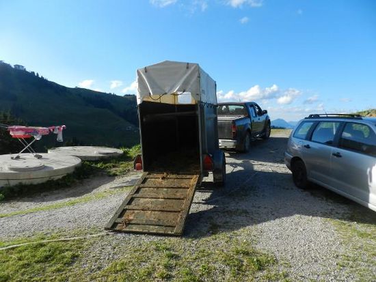 Die Kälbchen werden abgeholt.