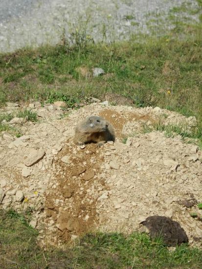 Versteck dich gut Murmeli