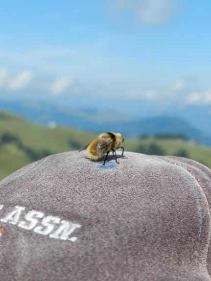 Summsumm-Bienchen-Summherum, oder ruh dich doch einfach mal aus. Auch gut.