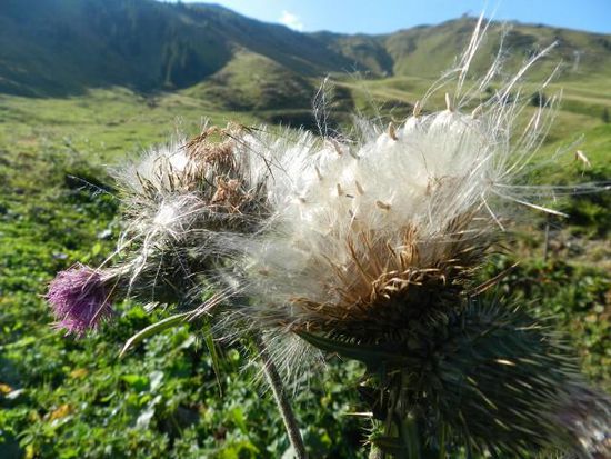die ein oder andere Silberdistel findet sich auch