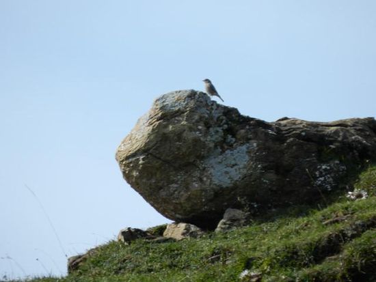 den Birds gefällt´s hier auch