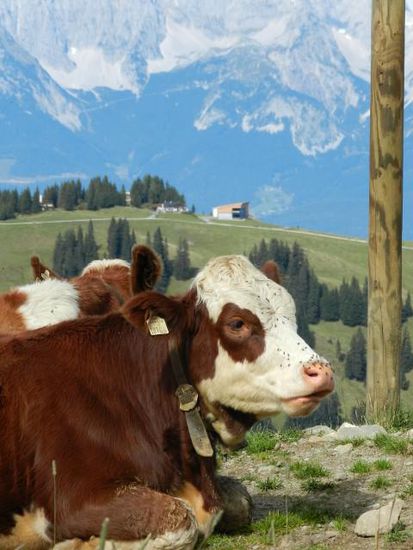 den Kälbchen gefällt´s auch