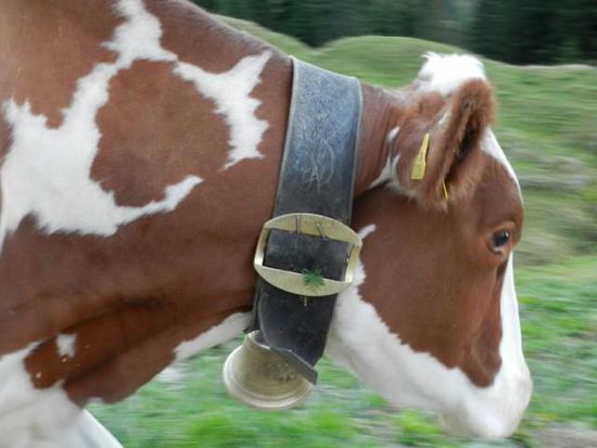 guckst du Zweigle am Glockenband. Schö siehste aus Lilli