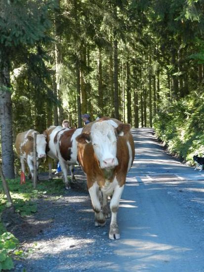 da kommen wir grad aus der Ehrenbachschlucht auf die Haupt-Forst-Verkehrs-Straße.. Immer schön rechts laufen und nicht überholen, bitte!