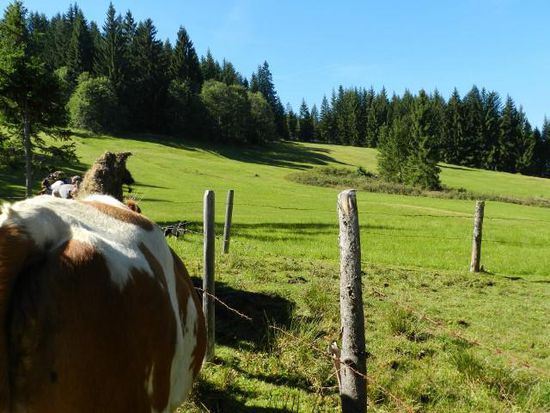 Geschafft. eine Weide wie im Paradis. Flach, Grün und saftig