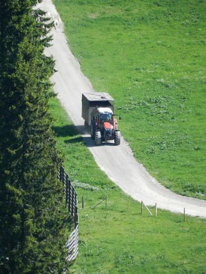 Zilli auf dem Weg Heim
