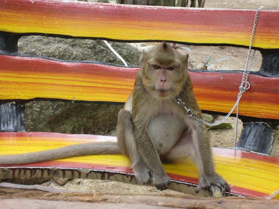 Artgerechte Affenhaltung auf Thai!