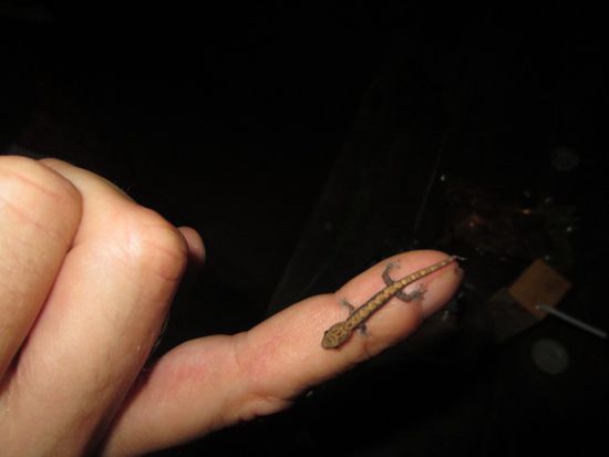 Micro-Gecko !