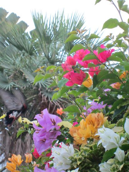 Tropical Garden Grotemeyer
