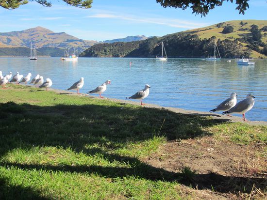 Wie die Hühner auf der Stange 