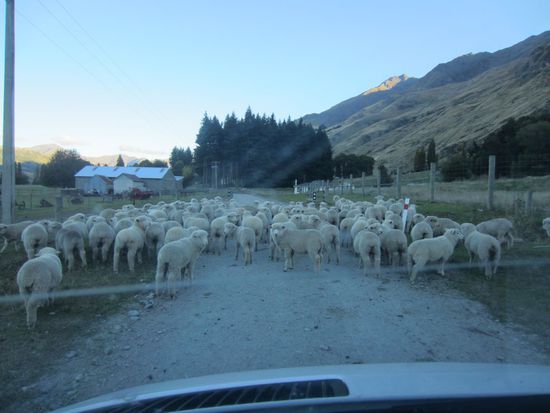 Sowas passiert hier häufiger...  
Einfach etwas mit dem Gaspedal spielen und sie gehen zur Seite.