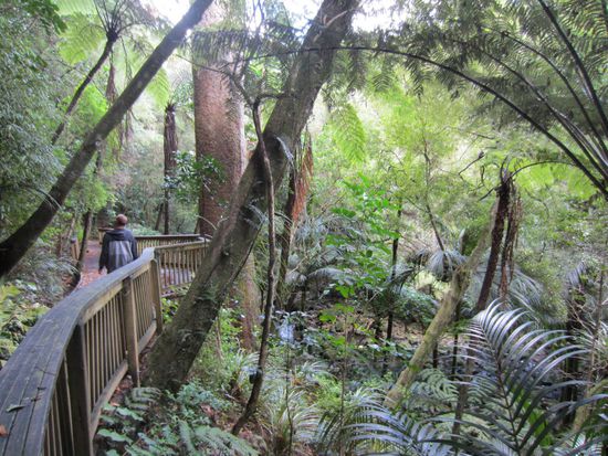 Kauri Forest