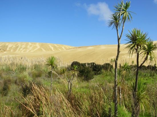 Te Paki Sand Dunes