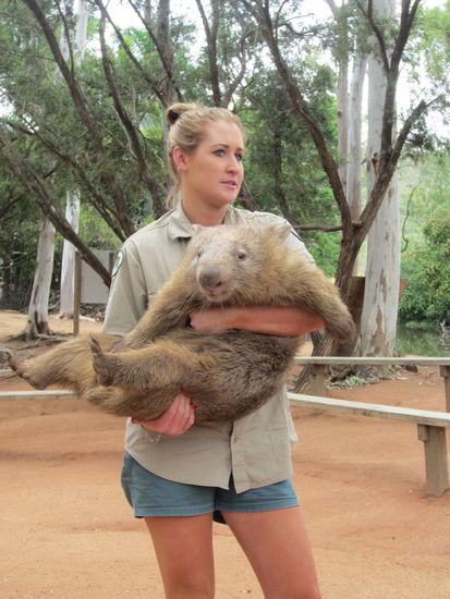 Billabong Wildlife-Park
Wombat, sooo süß! 