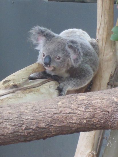 An diesem kleinen Kerl konnte ich mich gar nicht satt sehen...
Sooo süüüüüßßß!!! 