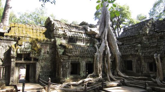 Ta Prohm! Geniale Tempelanlage mitten im Dschungel. Kennt man aus dem Film Tomb Raider.