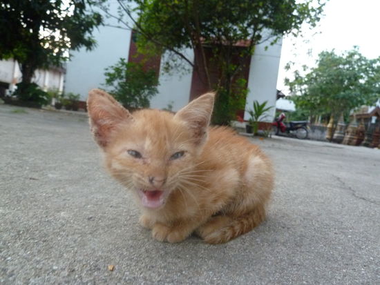 diese kleine Katze mag anscheinend keine Nahaufnahmen