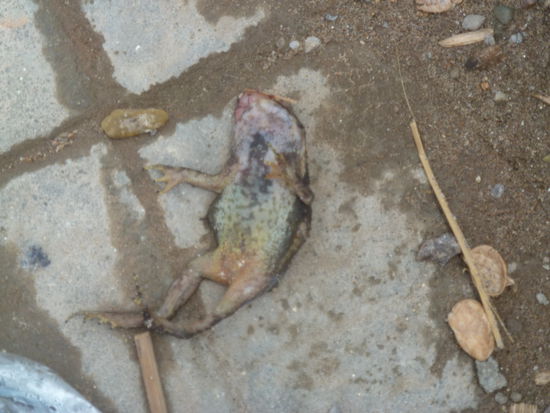 ein Zeichen der Unabhängigkeit von Frankreich