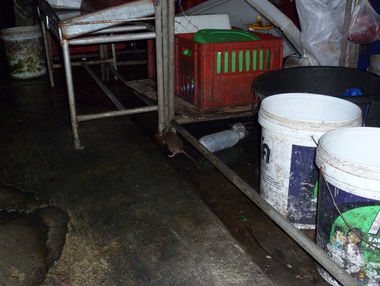 viele Ratten kreuzten uns den Weg, als wir den Markt durchquerten, allerdings waren sie meist kamerascheu, bis auf diesen kleinen Racker!