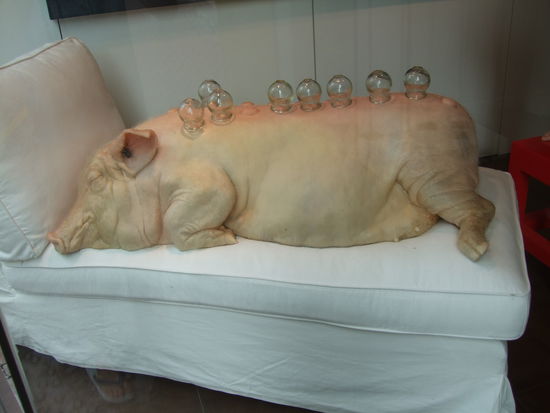 in einer Galerie lag dieses Schwein aus Wachs oder aehnlichem Material