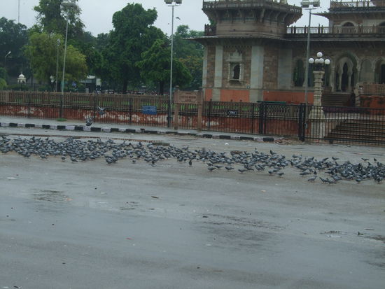 diese Vogelart heisst Taube