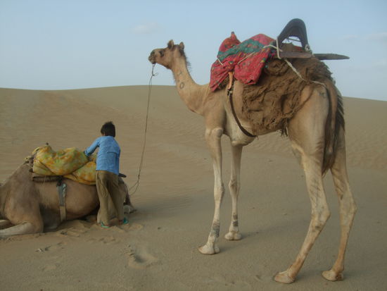 ganz schön gross so ein Kamel