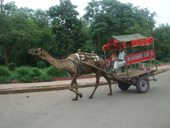 Kamelkutsche in Aggra