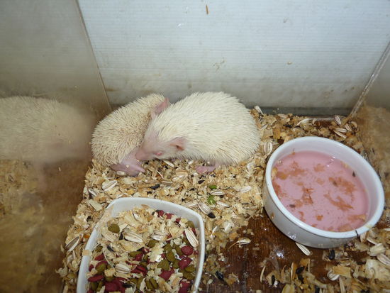 ein Albino-Igel oder sowas in der Art 