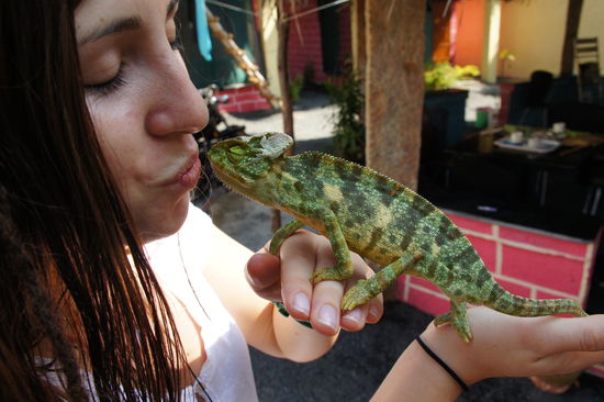 unser Nachbar Bernd- das Camelion